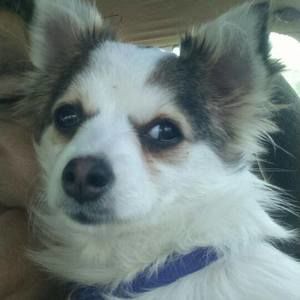 Meet your Posher, Faye